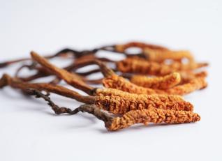 Cordyceps patří vitální houby a dokáže pěkně zvýšit fyzický výkon.